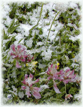 flowers and snow